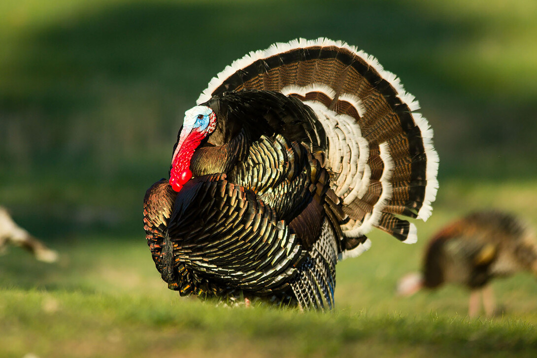 Nebraska Turkey