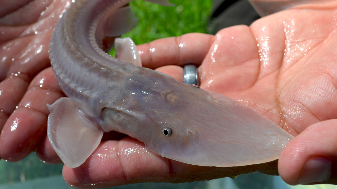 Juvenile pallid sturgeon