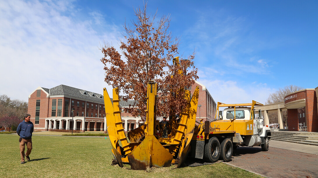 A Table Rock sugar maple is put into place in the greenspace west of Selleck Hall on UNL's City Campus on March 26. The tree was one of nearly 20 recently moved due to campus construction projects.