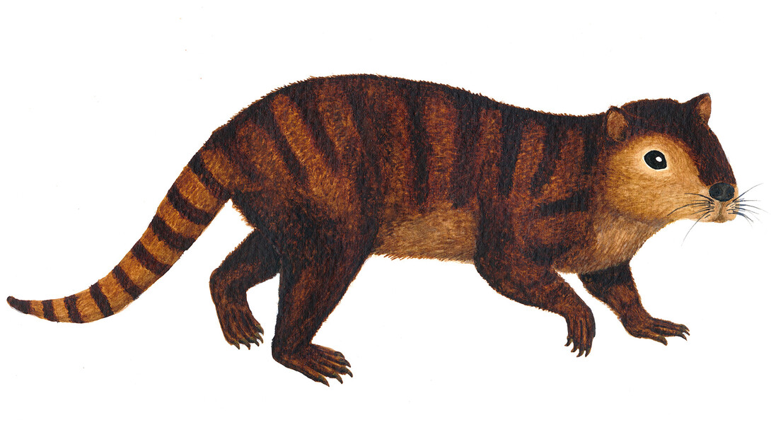 Reconstruction drawing of a kimbetopalis.