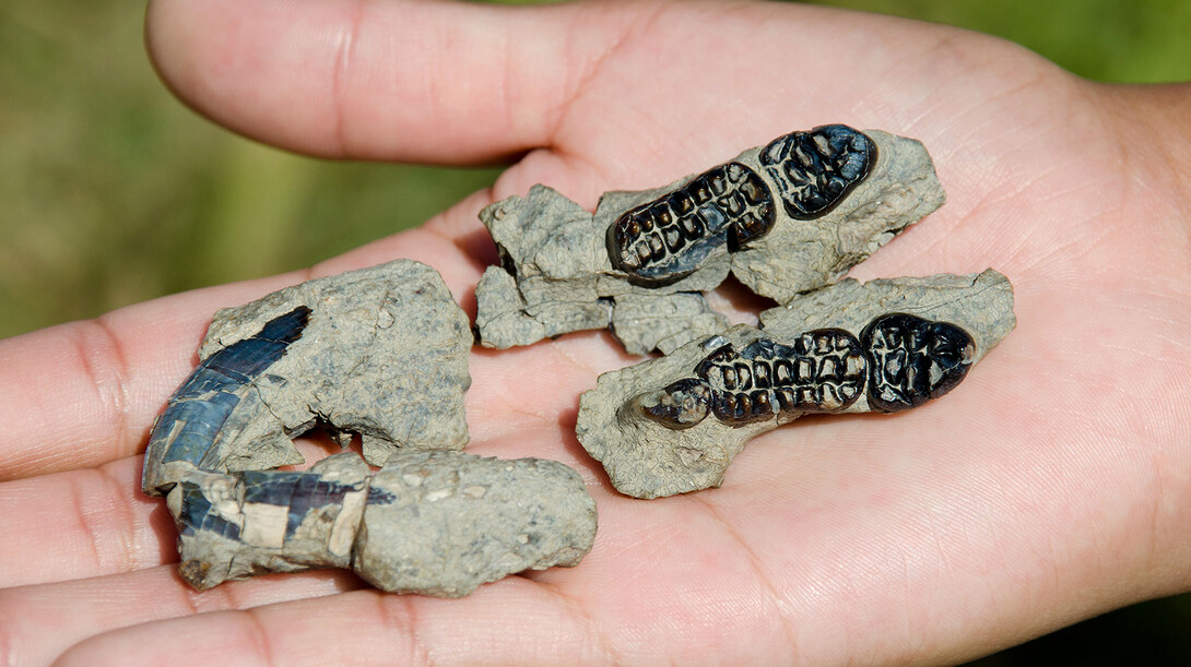 The Kimbetopsalis-simmonsae teeth found by UNL's Carissa Raymond included incisors (left) and molars (right).