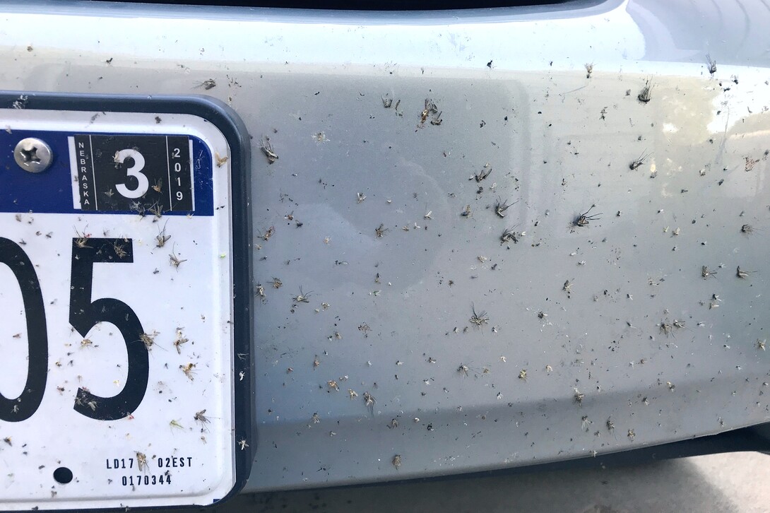 mosquitoes on car