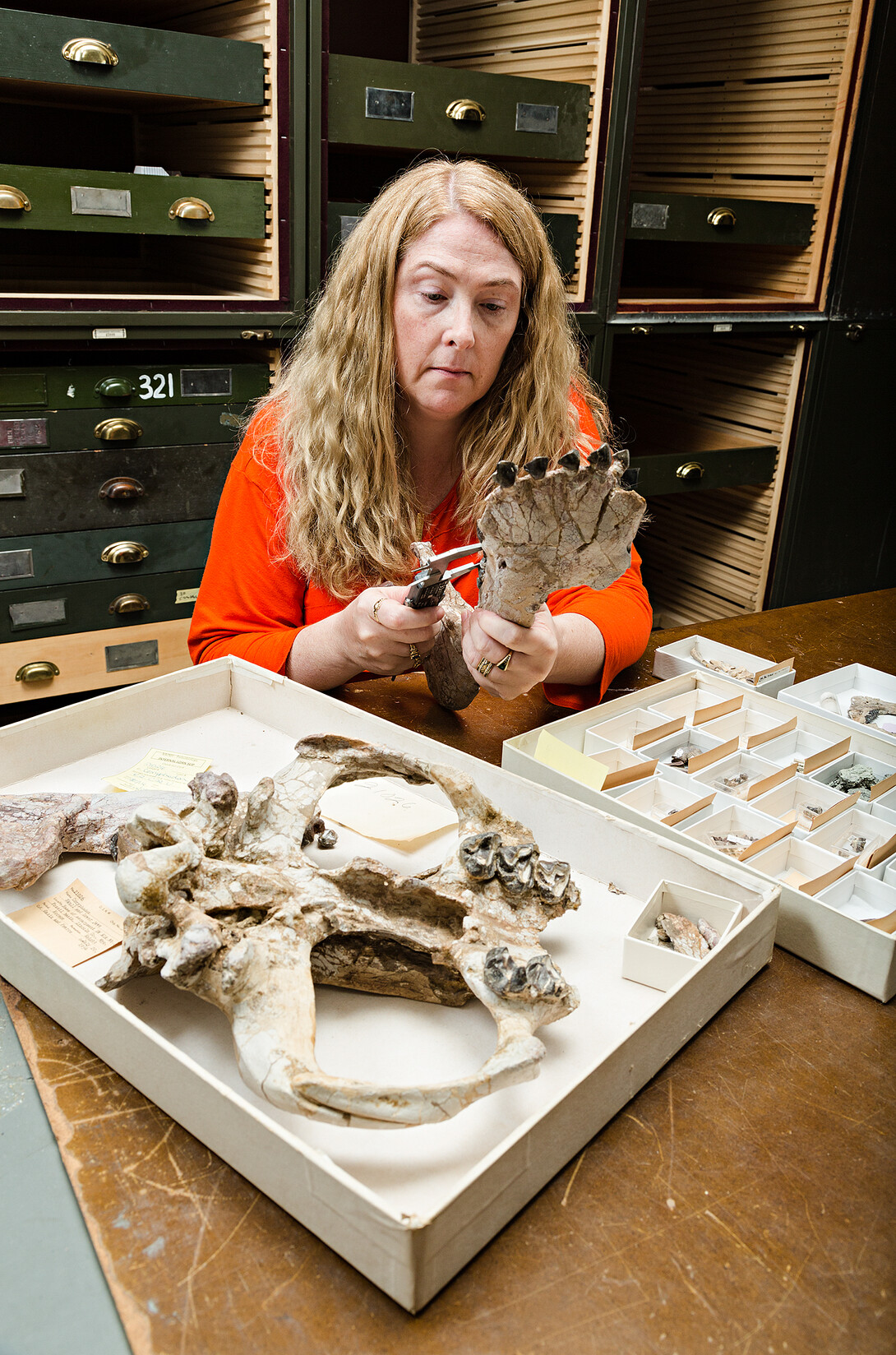 Kate Lyons examines a pantodont (Coryphodon radians) specimen at a Smithsonian Instution (catalog no. It is USNM V 21026) The fossil's age is ~12 million years after the extinction of the non-avian dinosaurs. 