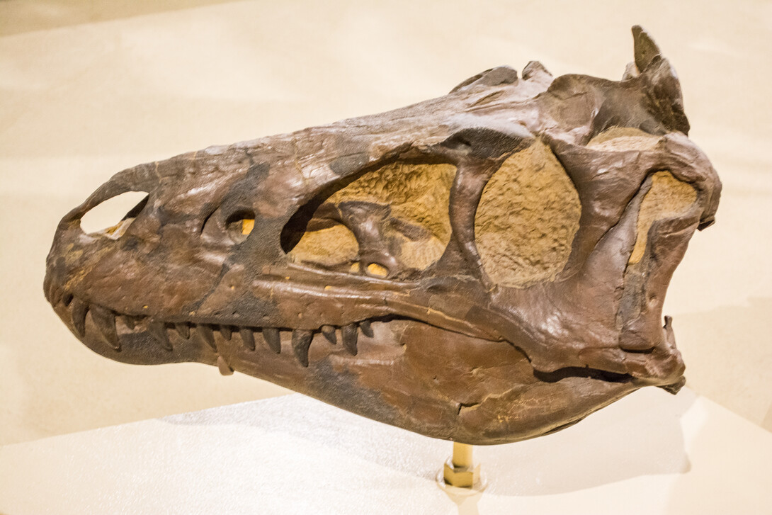 Cast of a Nanotyrannus skull on exhibit at the Cleveland Museum of Natural History in Cleveland, Ohio, in the United States.