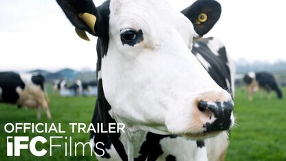 Cow - Official Trailer | HD | IFC Films