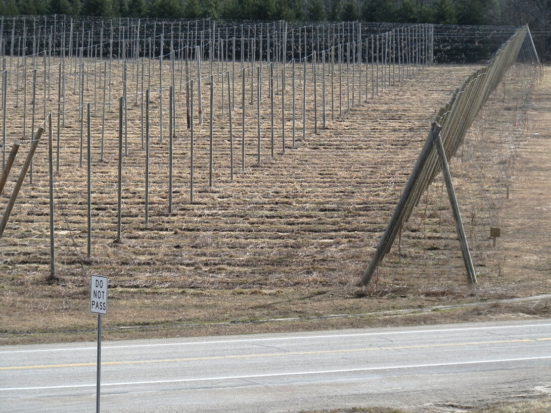 The hop growing trellis system is a simple series of wires and poles. Hop bines are fast growing, with some growing up to a foot a day.