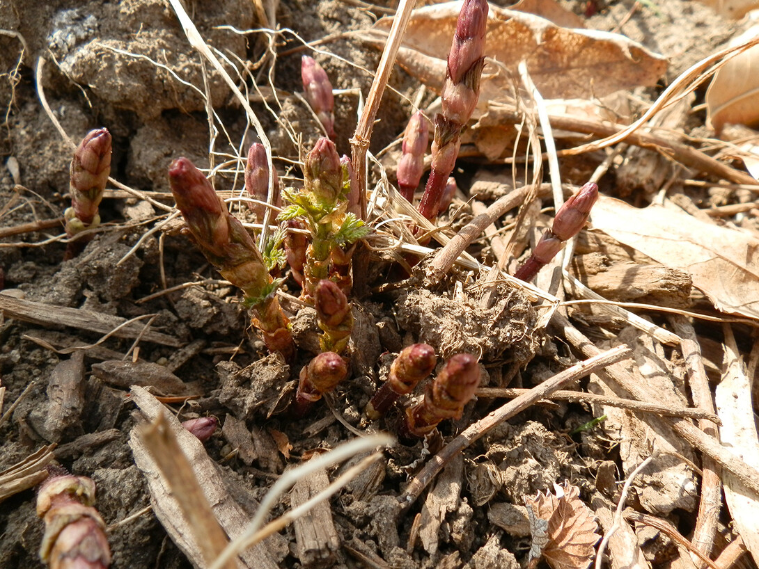 Hops burst from the ground in an East Campus test garden. Stacy Adams has grown hops on East Campus for three seasons. This spring, the project will expand to five fields across Nebraska.