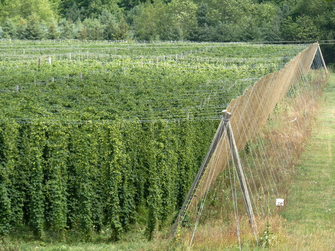 Hops bines in a field.