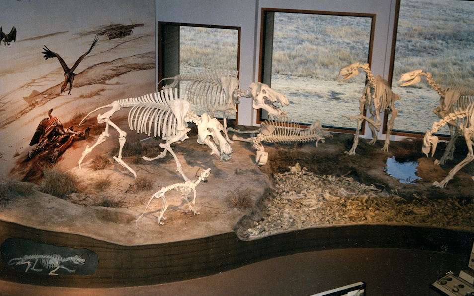 An exhibit at Agate Fossil Beds National Monument features two Dinohyus (left) facing off with a group of Moropus (right). The exhibit includes an interactive task that allows visitors to match molded teeth against bite marks in a copy of the humerus fossil found by Rob Skolnick.