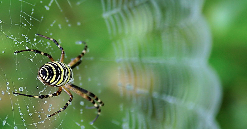 Mature orb weavers, like this garden spider, are among the many spiders on display as the seasons transition from summer to fall.