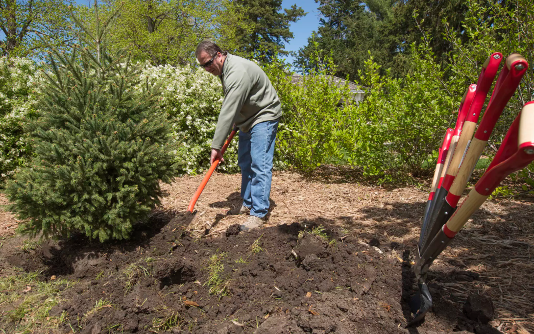 Jeff Culbertson, assistant director of landscape services, shovels dirt around the root ball of an Engelman spruce during an Arbor Day observance in 2017 on East Campus.