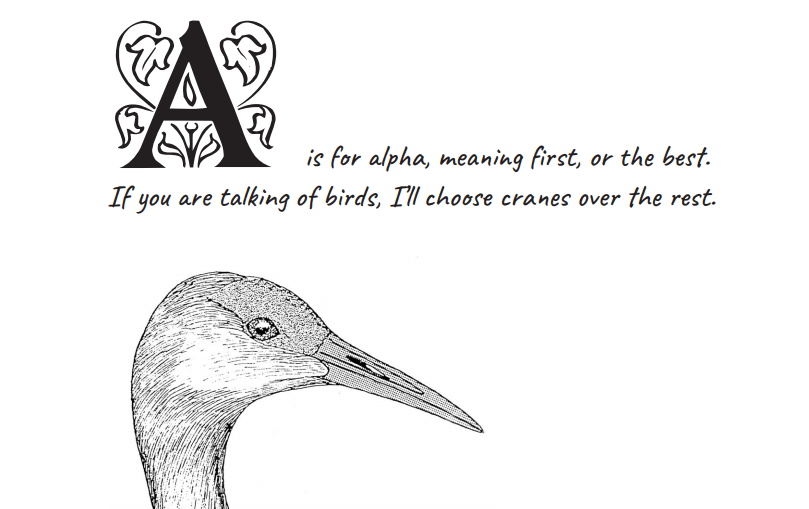 Excerpt from Paul Johnsgard's "S is for Sandhill: A Crane Alphabet." A is for alpha, meaning first, or the best. If you are talking of birds, I'll choose cranes over the rest.