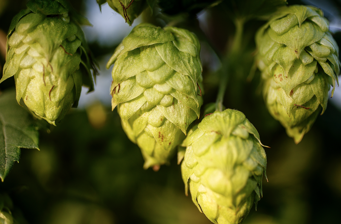 Hops plants