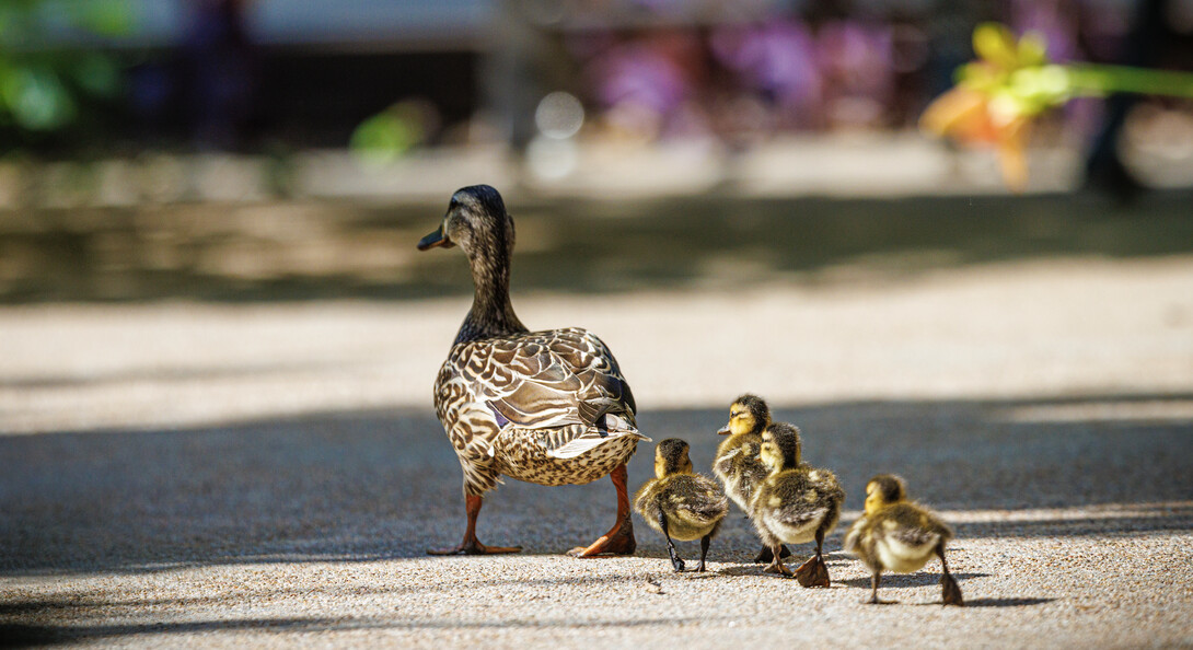 ducklings follow a mother duck at the University of Nebraska