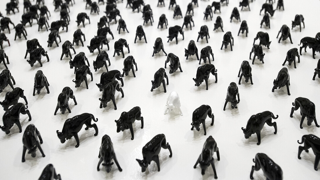 A miniature bison herd ambles across an exhibition platform in Sheldon Museum of Art. The display features 1,000 of the glass miniatures and has inspired a "Please don't touch the bison" promotion at the museum.