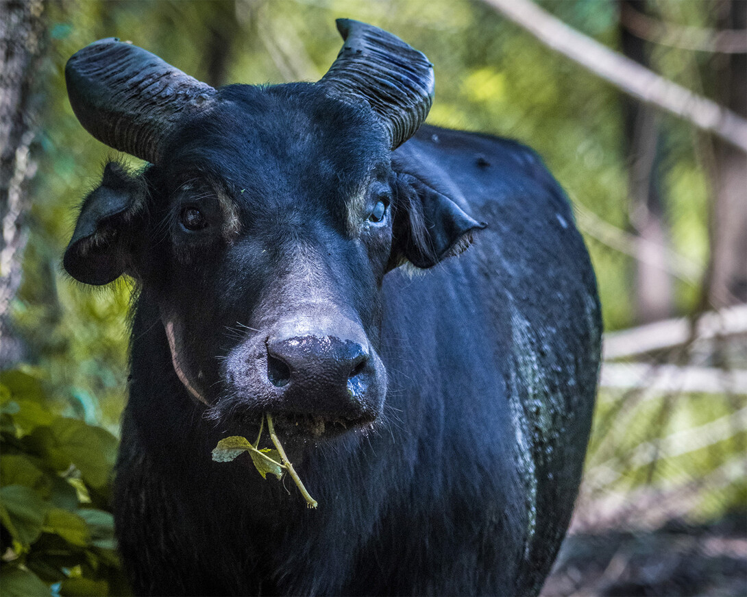 Tamaraw eating vegetation