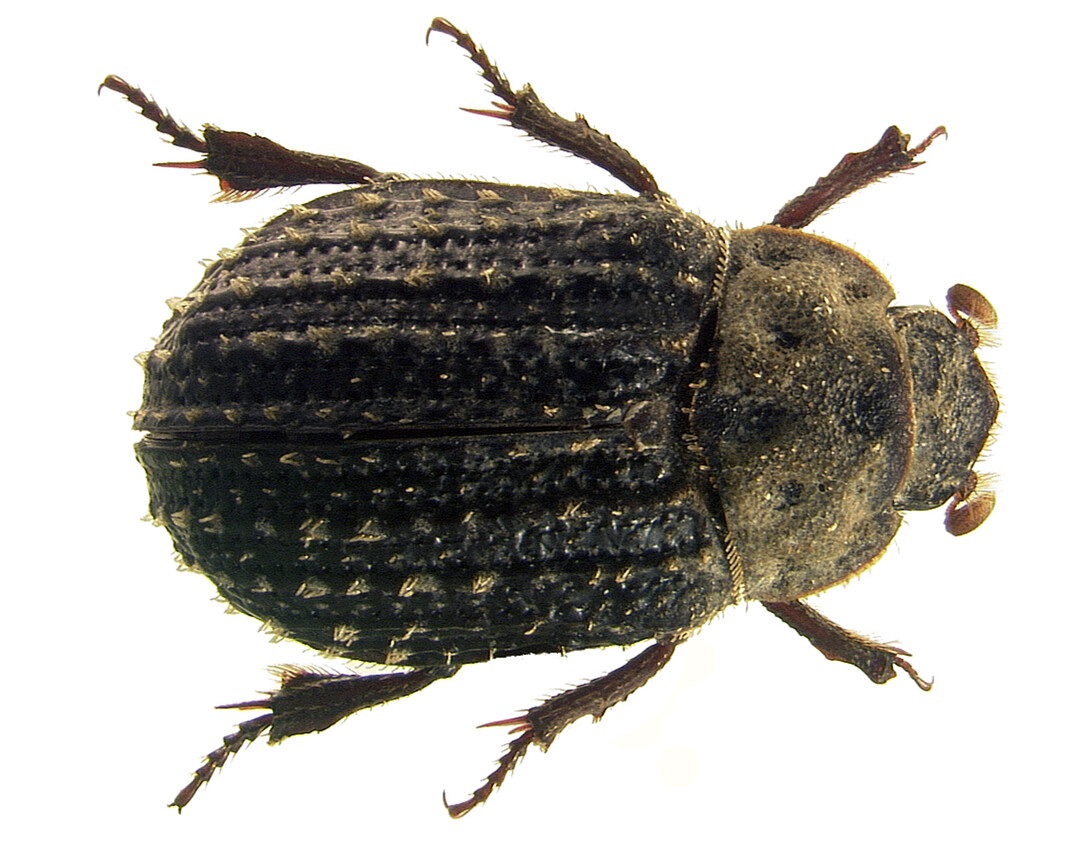 The new beetle species Trox paulseni was named in recognition of M.J. Paulsen, a collection manager at the University of Nebraska State Museum who discovered it.