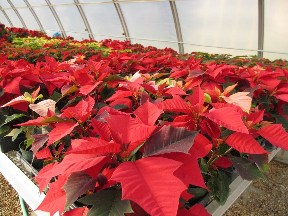 The annual UNL Horticulture Club's poinsettia sale is 8 a.m. to 4:30 p.m., Dec. 7 and 8 in the Nebraska and East unions.