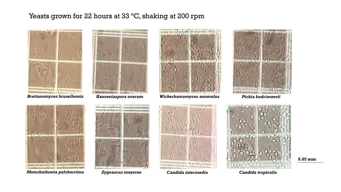 The yeasts identified by Heather Hallen-Adams from samples provided by Nebraska brewers.