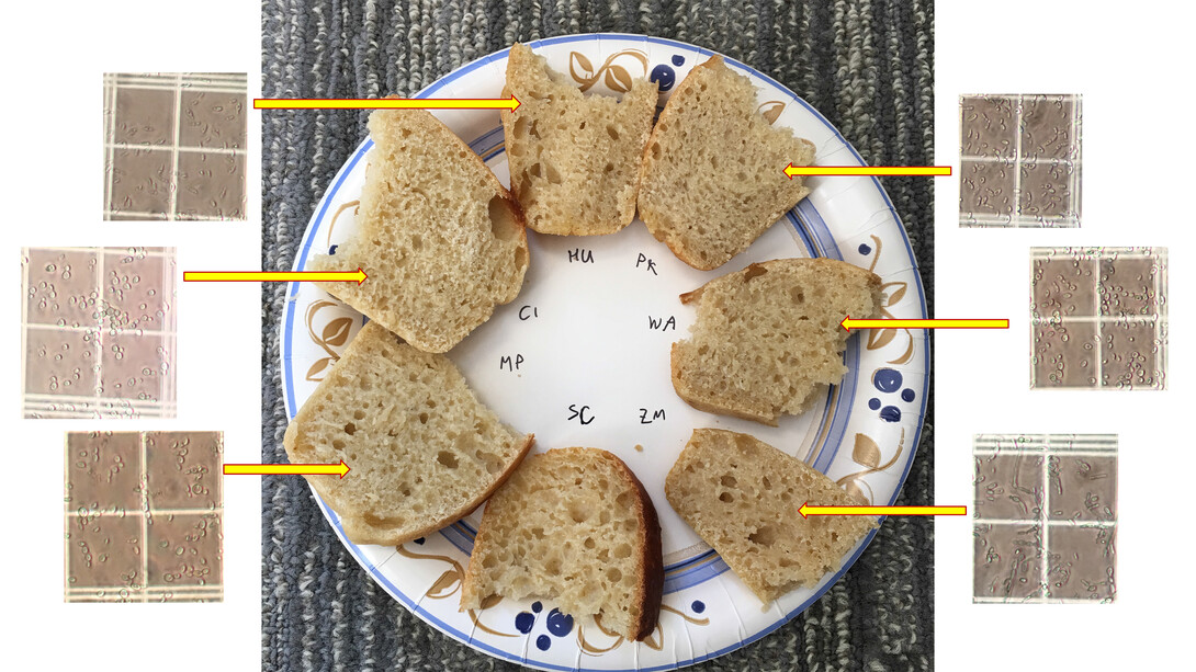 Heather Hallen-Adams used some of the yeasts submitted by brewers to make bread for the Jan. 5-6 conference at Nebraska Innovation Campus.