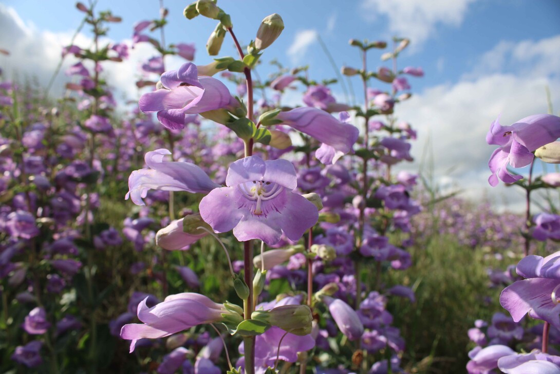 Purple shell leaf penstemon (Penstemon grandiflorus) in western Nebraska