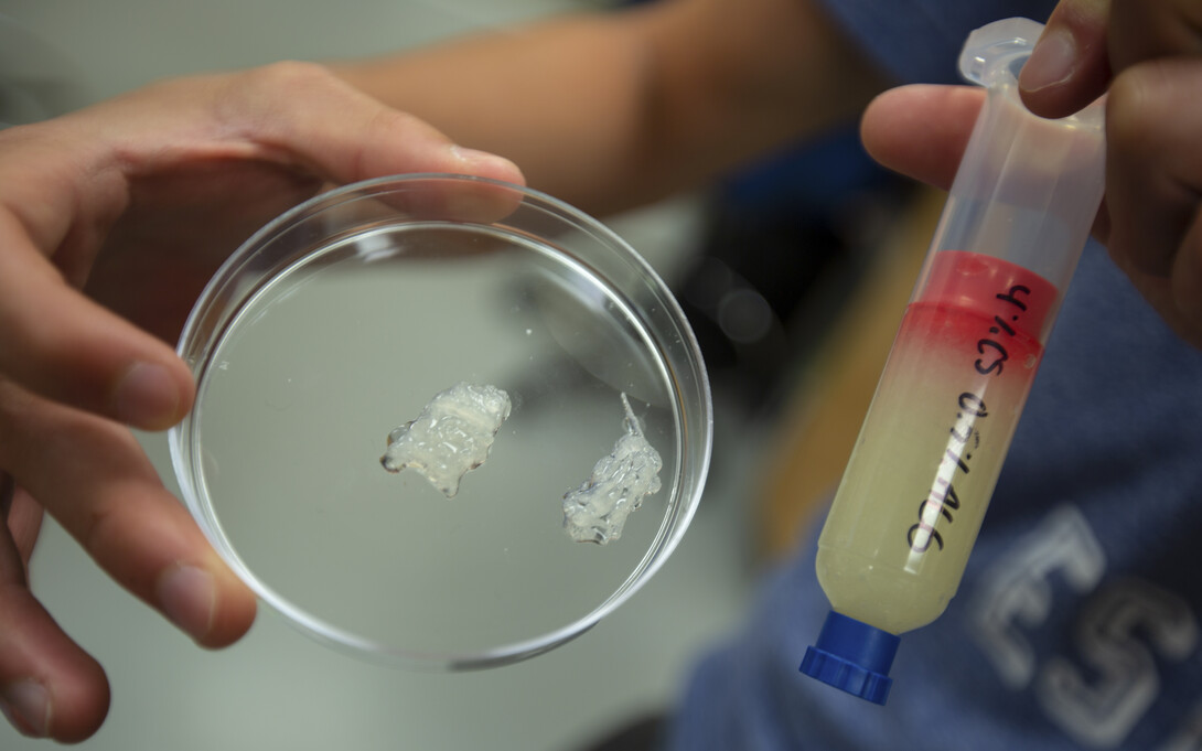 A pair of 3-D printed scaffolds made from bio-inks rest in a petri-dish. The bio-ink (right) used to create these structures is a mix of chitosan (a compound made from the shells of shrimp and other crustaceans) and alginate.