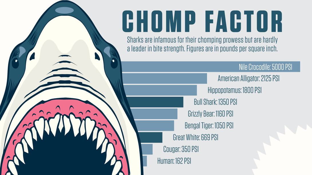 Shark bite strength graphic