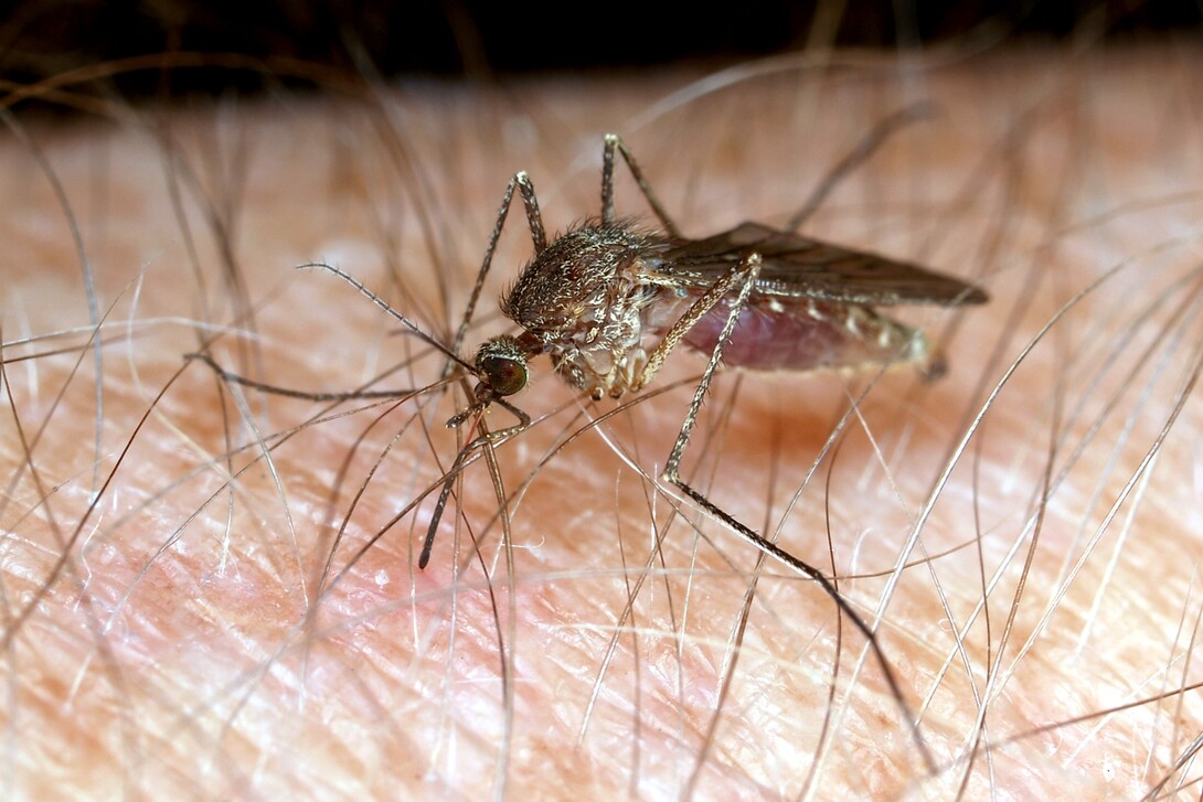 Culex mosquito