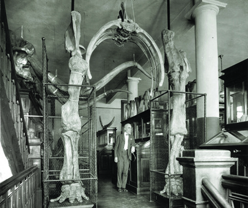 Erwin Barbour stands under an archway that was formed by the Archie fossils in the old NU State Museum. Archie's skull and tusks are shown in the background.