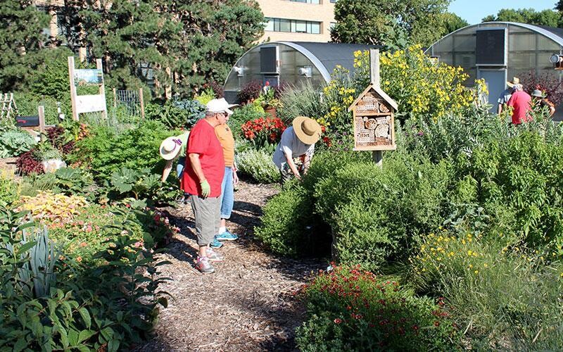 Master Gardeners working in the Backyard Farmer Garden.