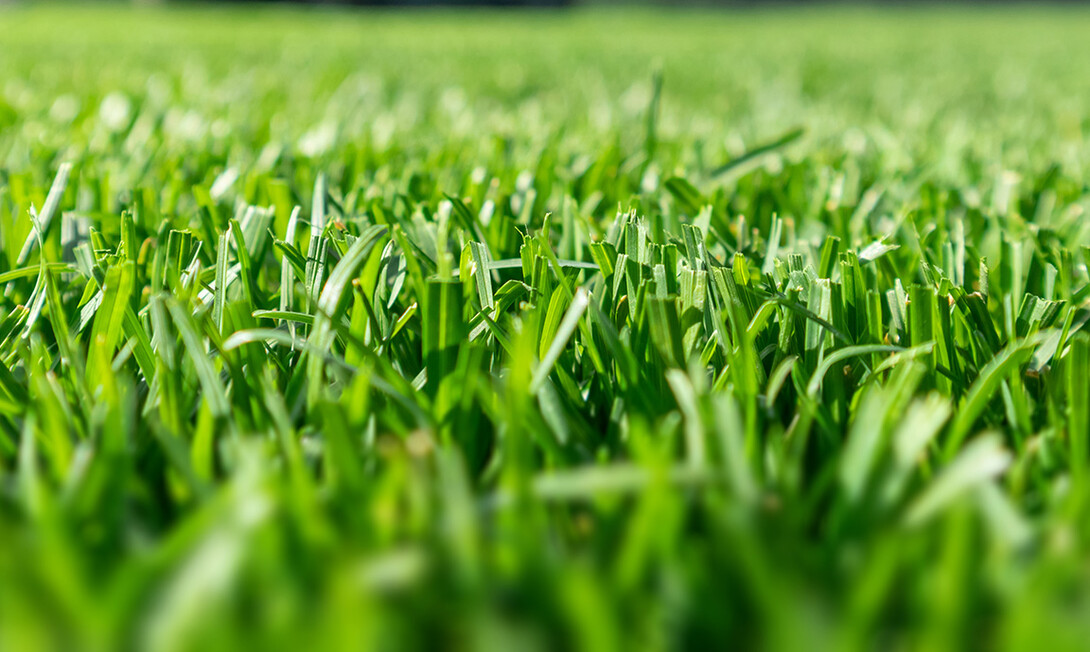 A close up on growing green grass