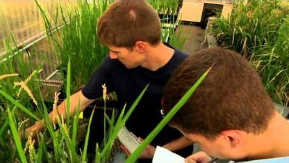 Seeking Salt-Tolerant Rice Genes