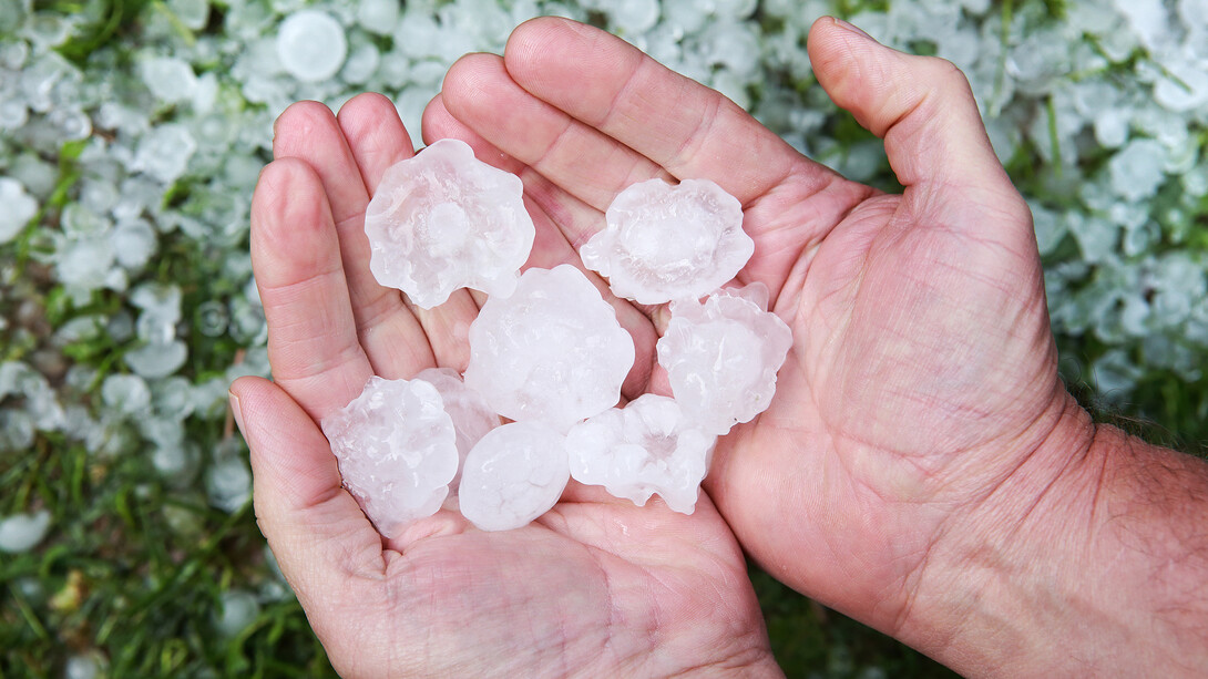 In Nebraska, hail-producing storms are common during the planting and growing seasons. A new online resource from Nebraska Extension provides information on what to do in the event of hail damage.