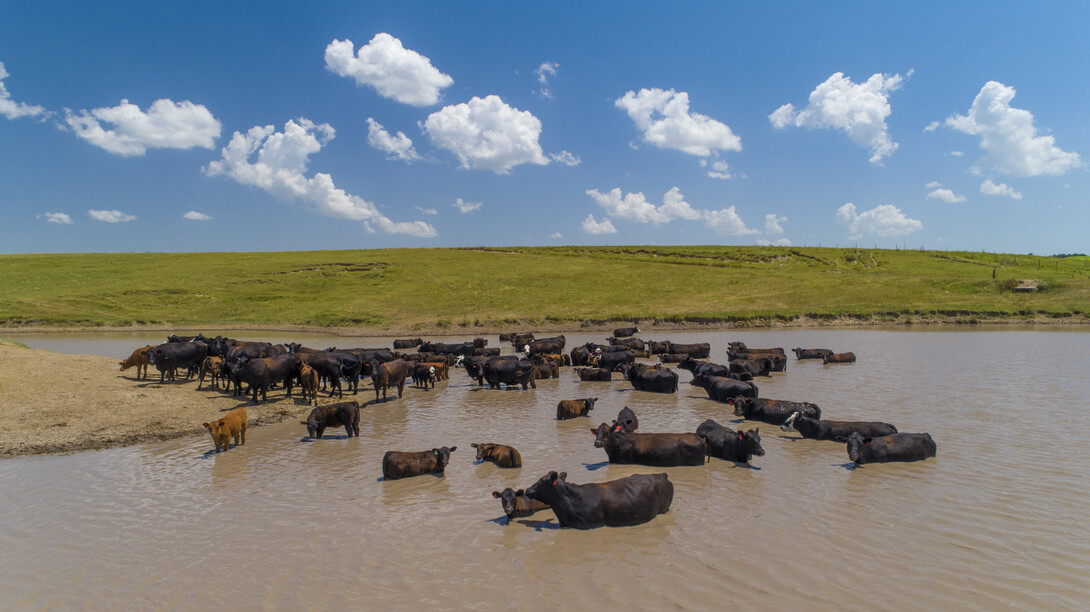 Cattle take a dip in a pond south of Gothenburg, Nebraska