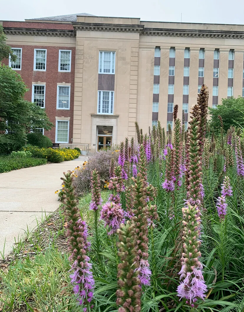 Flowers blooming outside of Love Library.