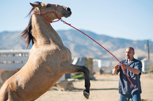 Matthias Schoenaerts stars in "The Mustang"