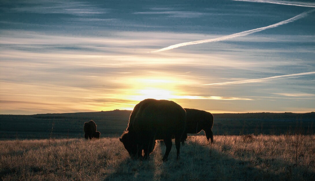 Bison grazing on the plains