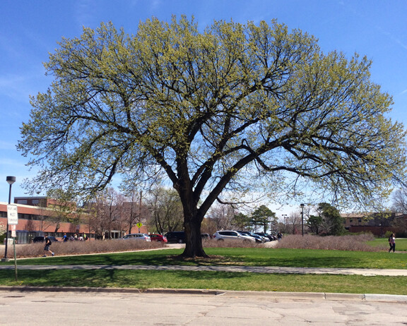 Kentucky Coffeetree located east of Morrill Hall.