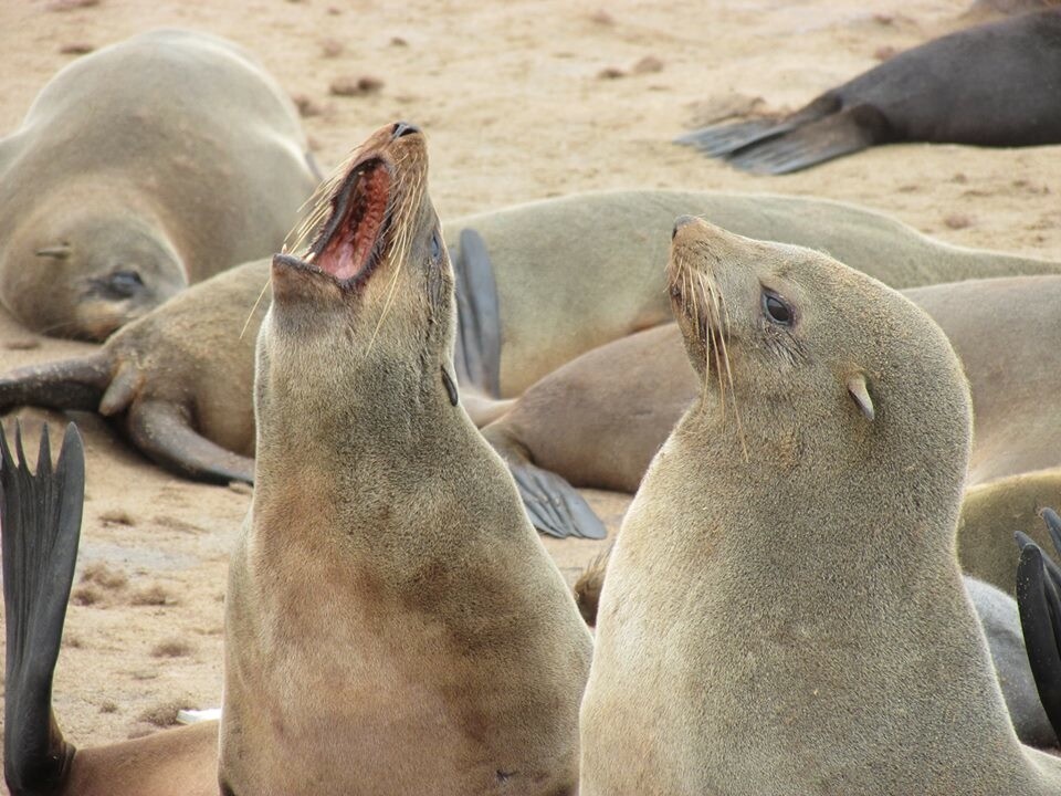 Seals