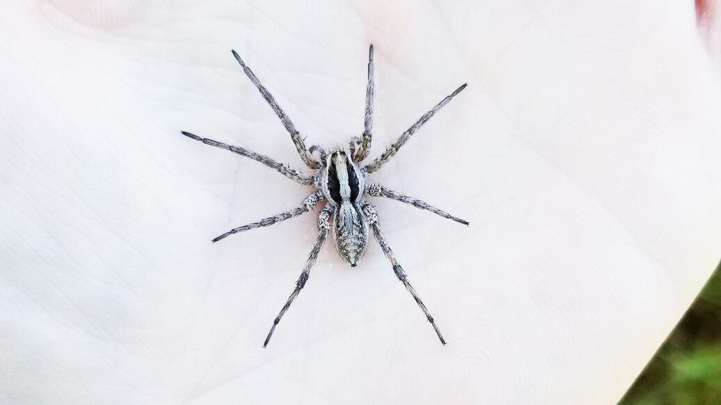 Wolf spider