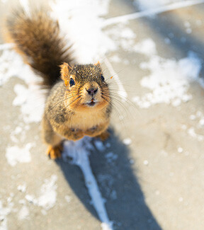 A squirrel begs for treats on a sidewalk near Sheldon Museum of Art.
