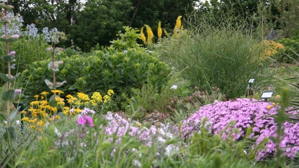 Campus Flowers