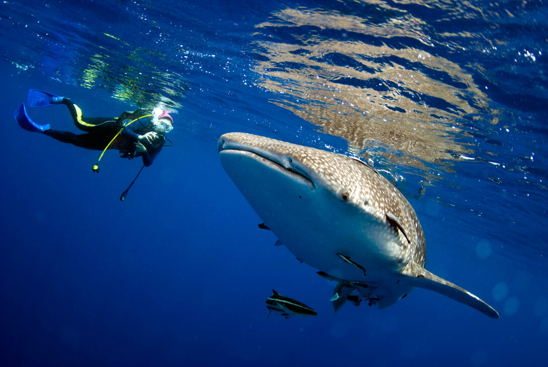 Human divers have little difficulty keeping up with gentle whale sharks during an occasional encounter. However, millions of years of evolution have shaped sharks and dolphins into ideal forms for moving quickly through water. Humans present a hybrid form that — while slower in the water — offers a versatility to move from water to land.