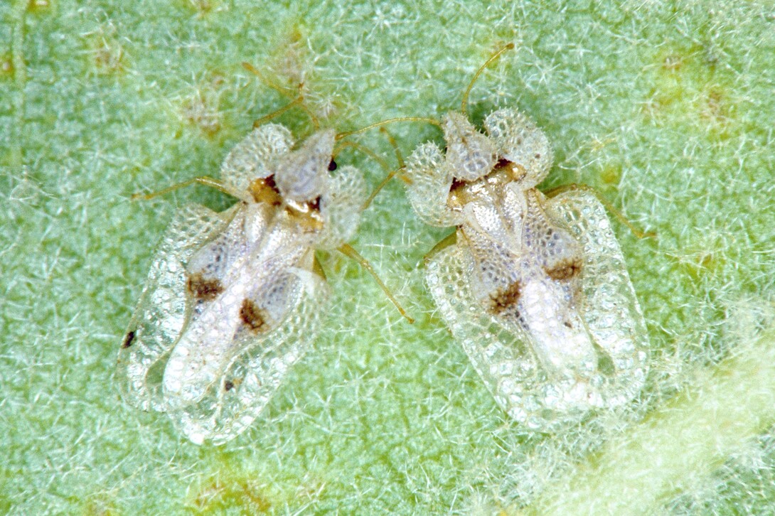 Sycamore lace bug