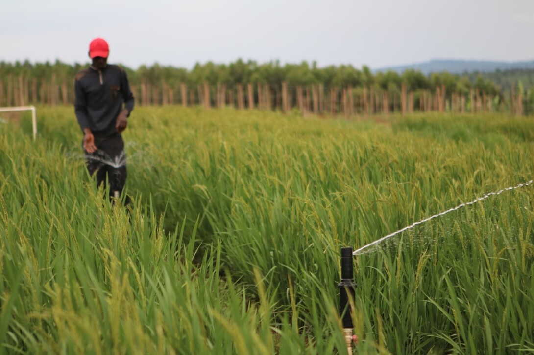 A farmer in Rwanda works with a sprinkler in his field.