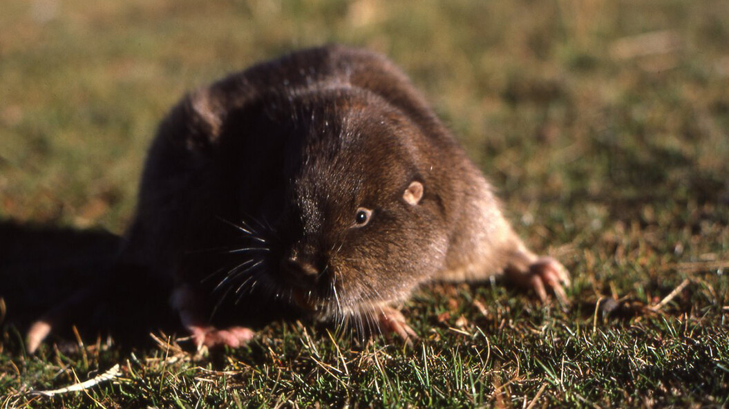 A tuco-tuco similar to the new species found by the team led by UNL's Scott Gardner.