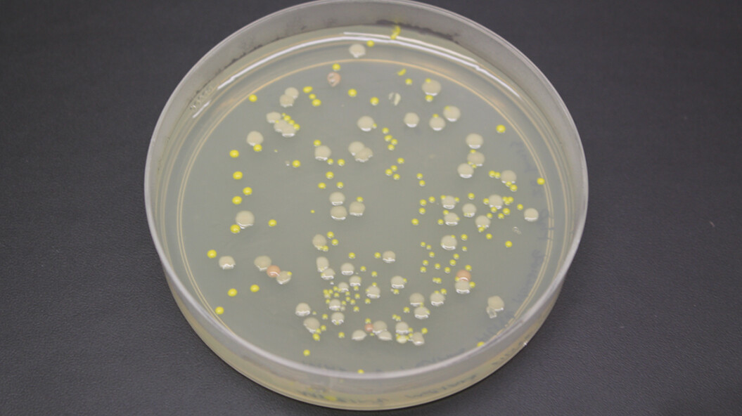 Colonies of bacteria cultured from samples of the water column from subglacial Lake Whillans.